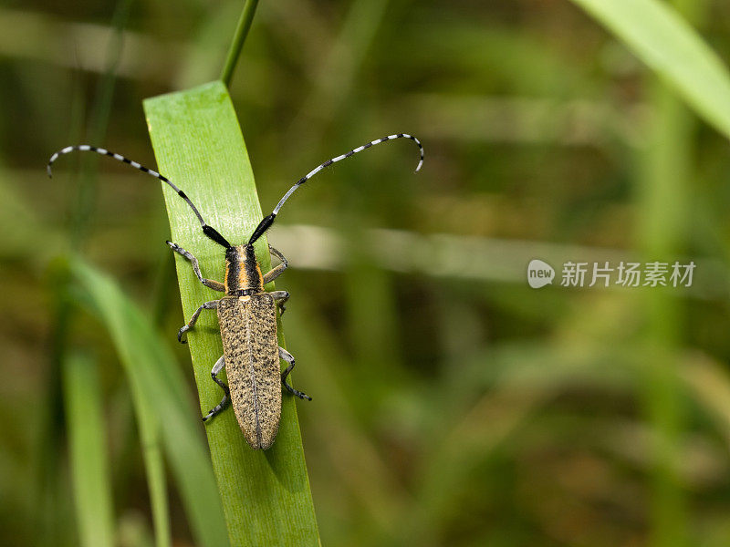 杨树小蛀虫(Saperda populnea)